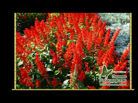 Растения питомника и Ландшафтные работы