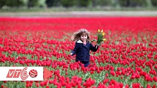 Hướng dẫn trồng hoa tulip nở đúng tết