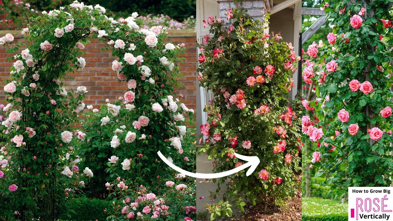 Watch video How to Grow Big Roses Vertically (8 Great Ways) Now How to Grow Big Roses Vertically (8 Great Ways)