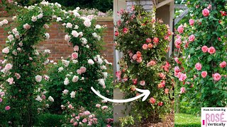 How to Grow Big Roses Vertically (8 Great Ways)