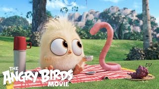 The Angry Birds Movie - See the Brand-New Hatchlings Short In Theaters!