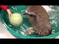 Splish Splash, Baby Walrus Enjoys His Pool