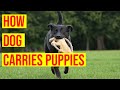 5 Ways Mother Dogs Carry Their Pups No Owner Should Copy (How Dogs Carry Pups)