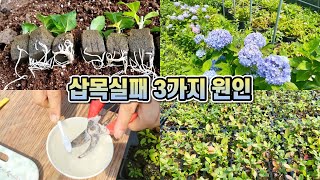 삽목 실패 3가지 원인!! 오아시스 삽목법!!