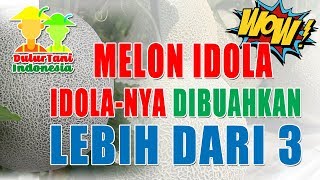 Download lagu DulurTani ID : IDOLA-nya melon dibuahkan lebih 3 ... WOW !! mp3 Download lagu DulurTani ID : IDOLA-nya melon dibuahkan lebih 3 ... WOW !! mp3