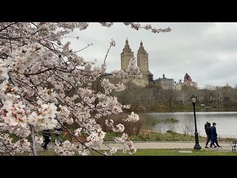 , title : 'NYC LIVE Central Park Cherry Blossoms to Times Square 🌸 (April 6, 2022)'