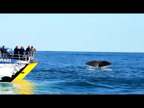 image-What is Whale Watch Kaikoura? 