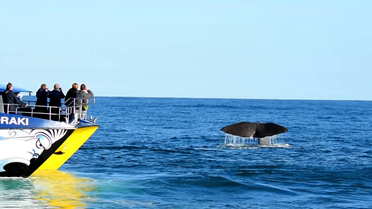 Witness the awe-inspiring spectacle of colossal sperm whales breaching, tail-diving amidst the deep blue ocean's breathtaking marine life.