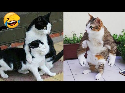 Funny Dogs And Cats Video 2022 - Funny Animal - Pets Family 😂