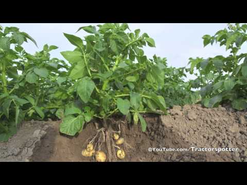 , title : 'Aardappel Groeiseizoen 2013 Potato Growing Season - Vrolijk Landbouw'