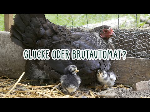 🐔 Glucke oder Brutautomat? Nicht jedes Huhn will und kann brüten 🐤🐣🐥
