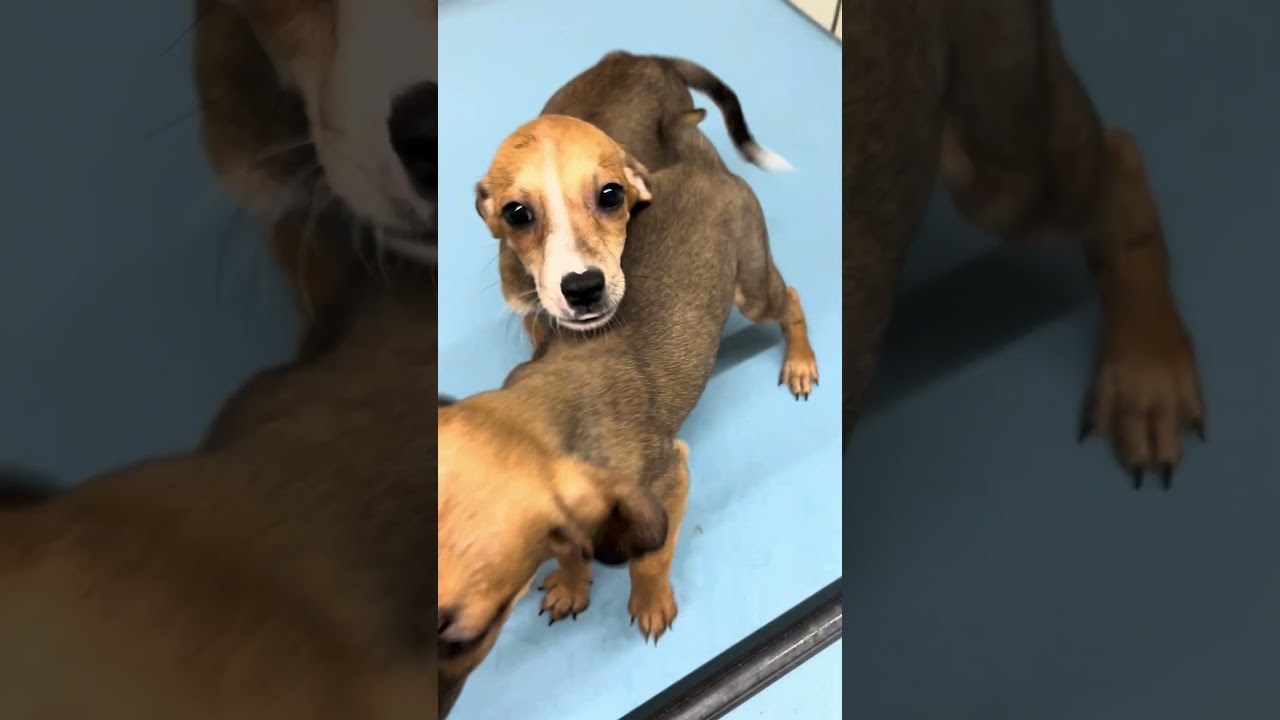 Olga, a ADOPTABLE mixed breed in Olympia, WA video 4/4