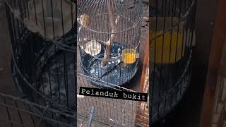 Download lagu crecetan rapat burung pelanduk bukit||Masteran MURAIBATU mp3
