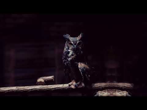 Video thumbnail for Hüter der Nacht