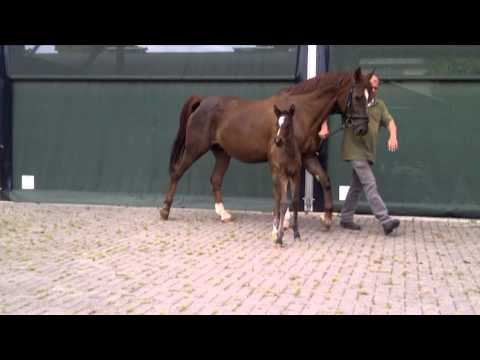 Dorothea von Daley Thompson a.d.St.Pr.St. Freya von Fidermark