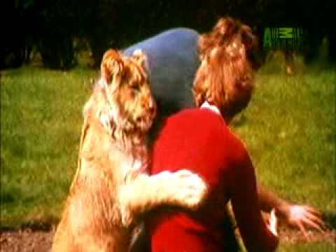A Lion Called Christian- Loving Lion