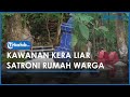 Sekawanan Kera Liar Kembali Memasuki Permukiman Di Selogiri Wonogiri Warga Lakukan Upaya Pencegahan