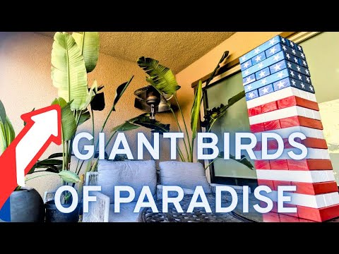 2 RIESIGE PARADIESVOGELPFLANZEN GELIEFERT UND ICH PFLEGE SIE