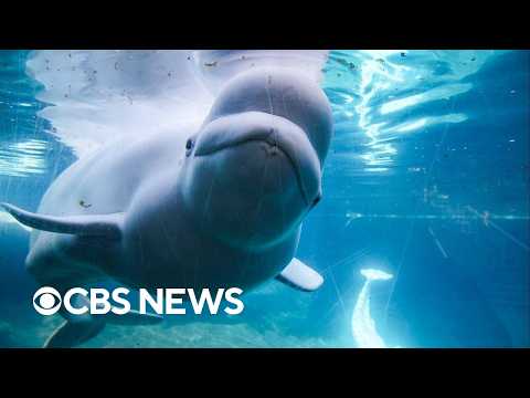 Dozens of beluga whales transferred to U.S. after Canadian theme park closure