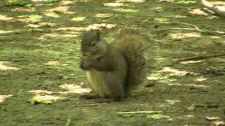 preview picture of video 'Squirrel Party - High Park'