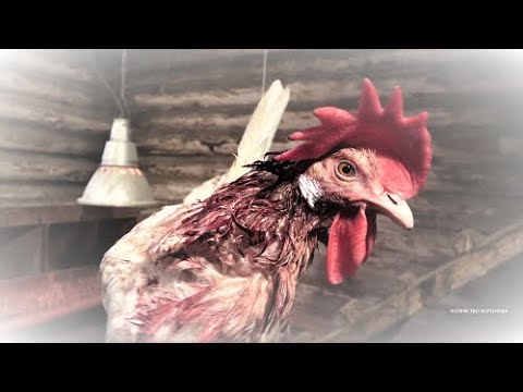 Кровь на шее курицы