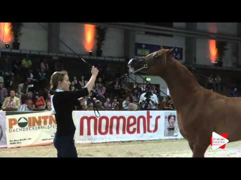 N.42 KA NAGINI JOSEPHUS - Wels 2016 - Colts 2 years old (Class 4)