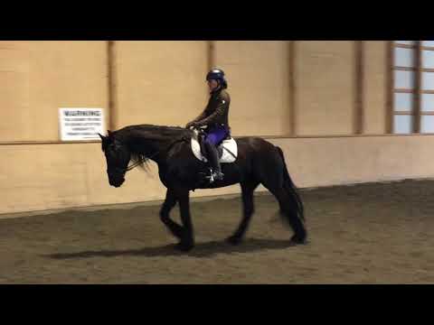 Iente, 2002 Friesian Schoolmaster For Sale