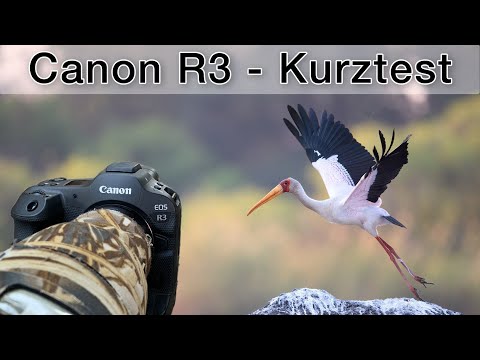 Better than the R5? Canon EOS R3 for wildlife photography - First impressions (mini review)