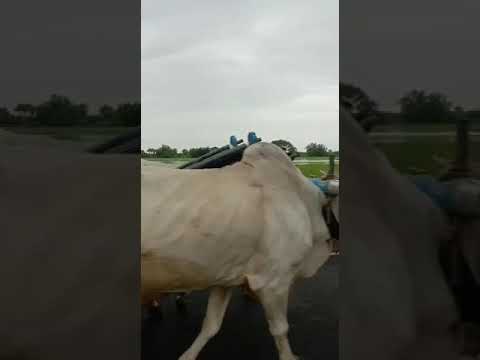 #ooru palletooru🌾# beautiful nature 💚