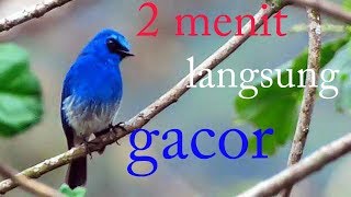 Download lagu Masteran burung selendang biru mp3
