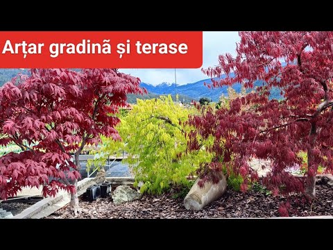 Cum îngrijim arțarul Formare - Tutorial