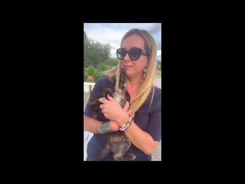 GIORGIA MELONI: "QUANDO INCONTRO UN GATTO, L’ISTINTO DA GATTARA HA SEMPRE IL SOPRAVVENTO"