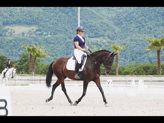 Merrie Lusitano Te koop 2019 Bruin / Bai