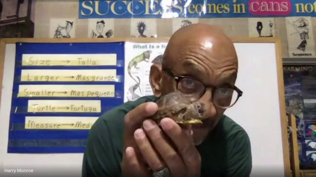 Grade 1 - Classifying Objects