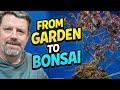 From Garden to Bonsai: Transforming a Hazel Tree 🌱