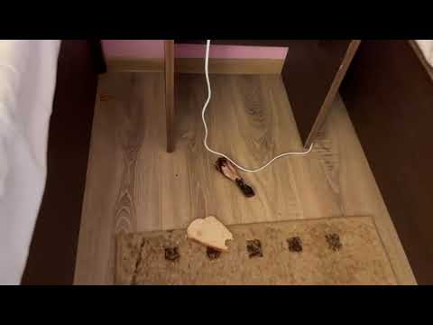 Dezastru Hostel Denisa 1