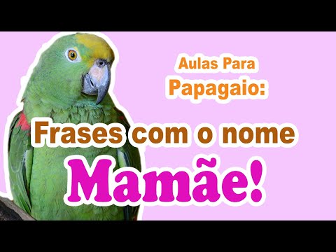 Frases para papagaio falar - ensine seu papagaio a falar frases com "mamãe"