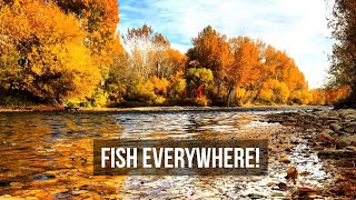 Peaceful Fall Fly Fishing, Enjoying Large Trout in Idaho