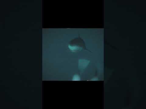 Mosasaurus - Found Footage (Blender Animation) #shorts