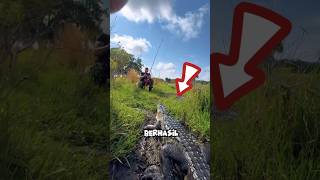 Download lagu Usually people fish, this man is actually fishing for crocodiles🤣 mp3