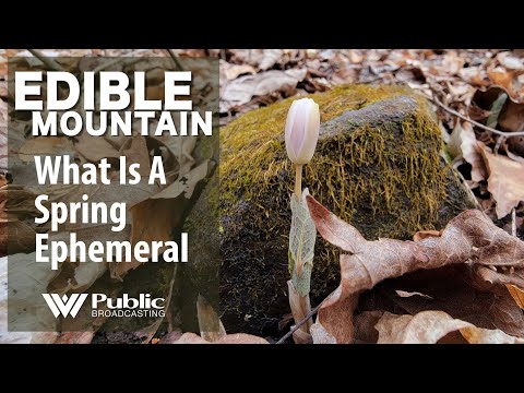 EDIBLE MOUNTAIN — What Is A Spring Ephemeral