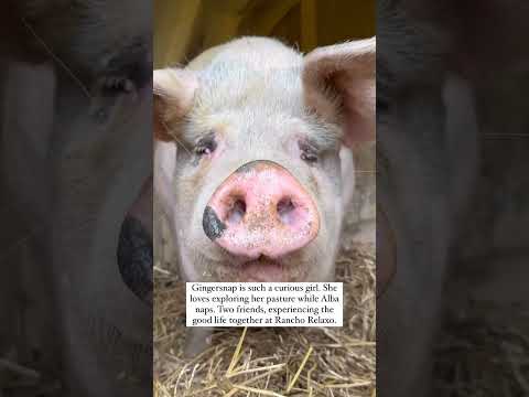 Lab Pigs Learn Freedom #pigs #vegan #animals