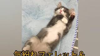 猫がフェレットを出待ちする理由が判明!