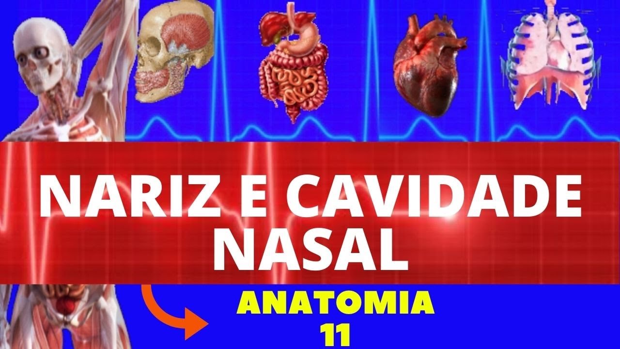ANATOMIA DO NARIZ E CAVIDADE NASAL (ANATOMIA HUMANA) - SISTEMA RESPIRATÓRIO