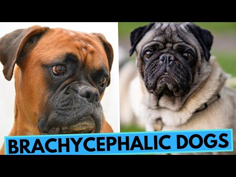 Brachycephalic Flat-Faced Dogs - What You Need to Know