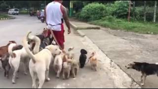 animales  con los perros a pasear