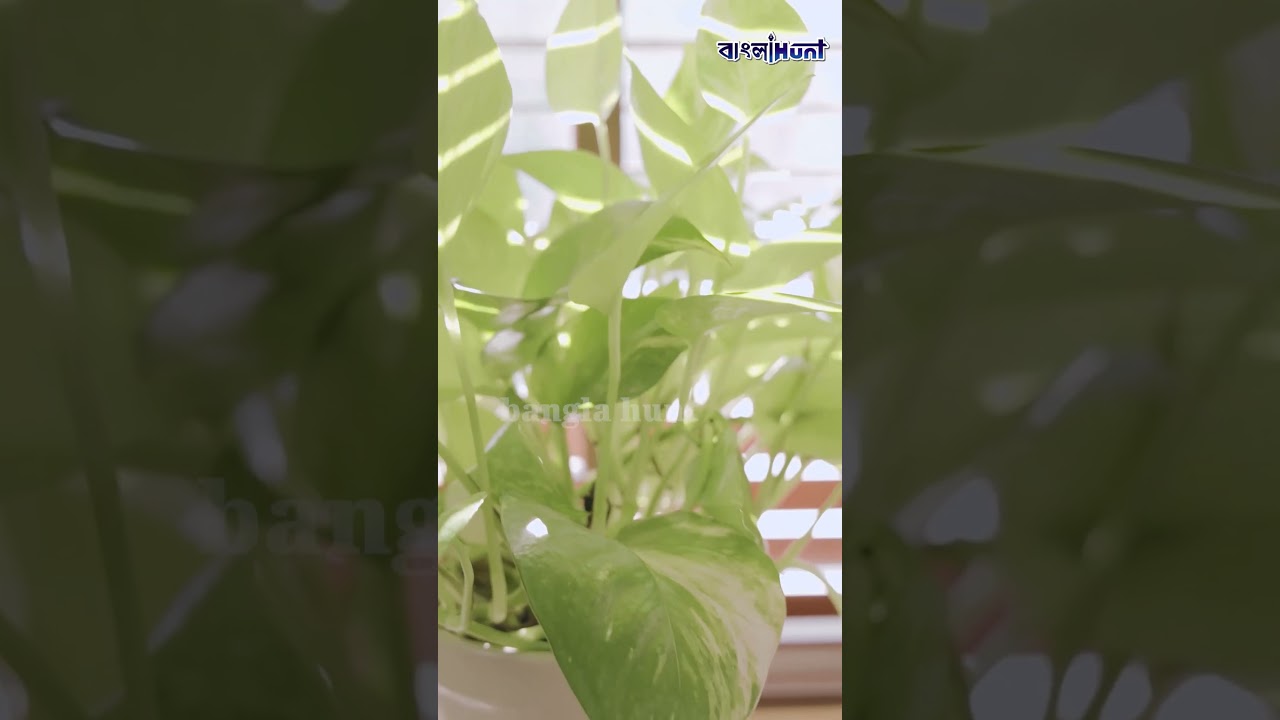 মানি প্ল্যান্ট থাকলেই টাকা আসে না, এই ৭ ভুলে হতে পারে সর্বনাশ! কীভাবে বাঁচবেন?