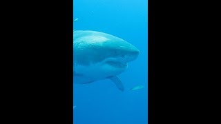 The World's Largest Shark (Vertical Video)