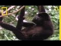 World's Loudest Animals: Howler Monkeys | National Geographic