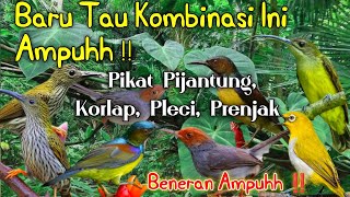 Download lagu SUARA PIKAT PIJANTUNG GUNUNG, KORLAP, PLECI, PRENJAK KOMBINASI YANG AMPUH mp3 Download lagu SUARA PIKAT PIJANTUNG GUNUNG, KORLAP, PLECI, PRENJAK KOMBINASI YANG AMPUH mp3